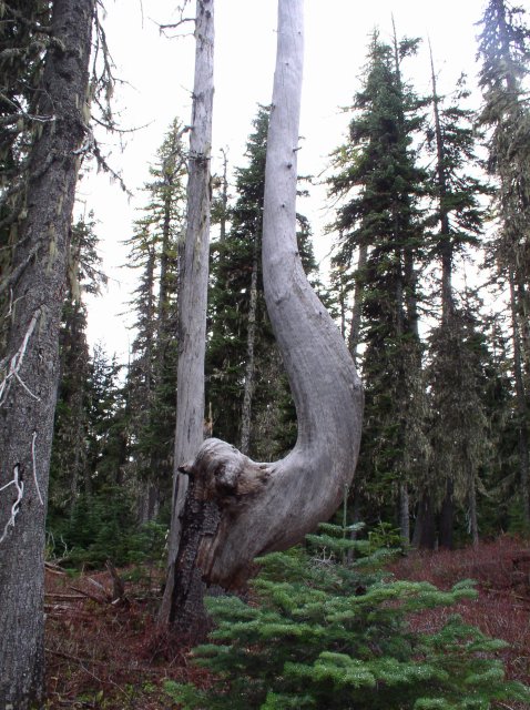 Newton Creek Oct 16 2005 082 